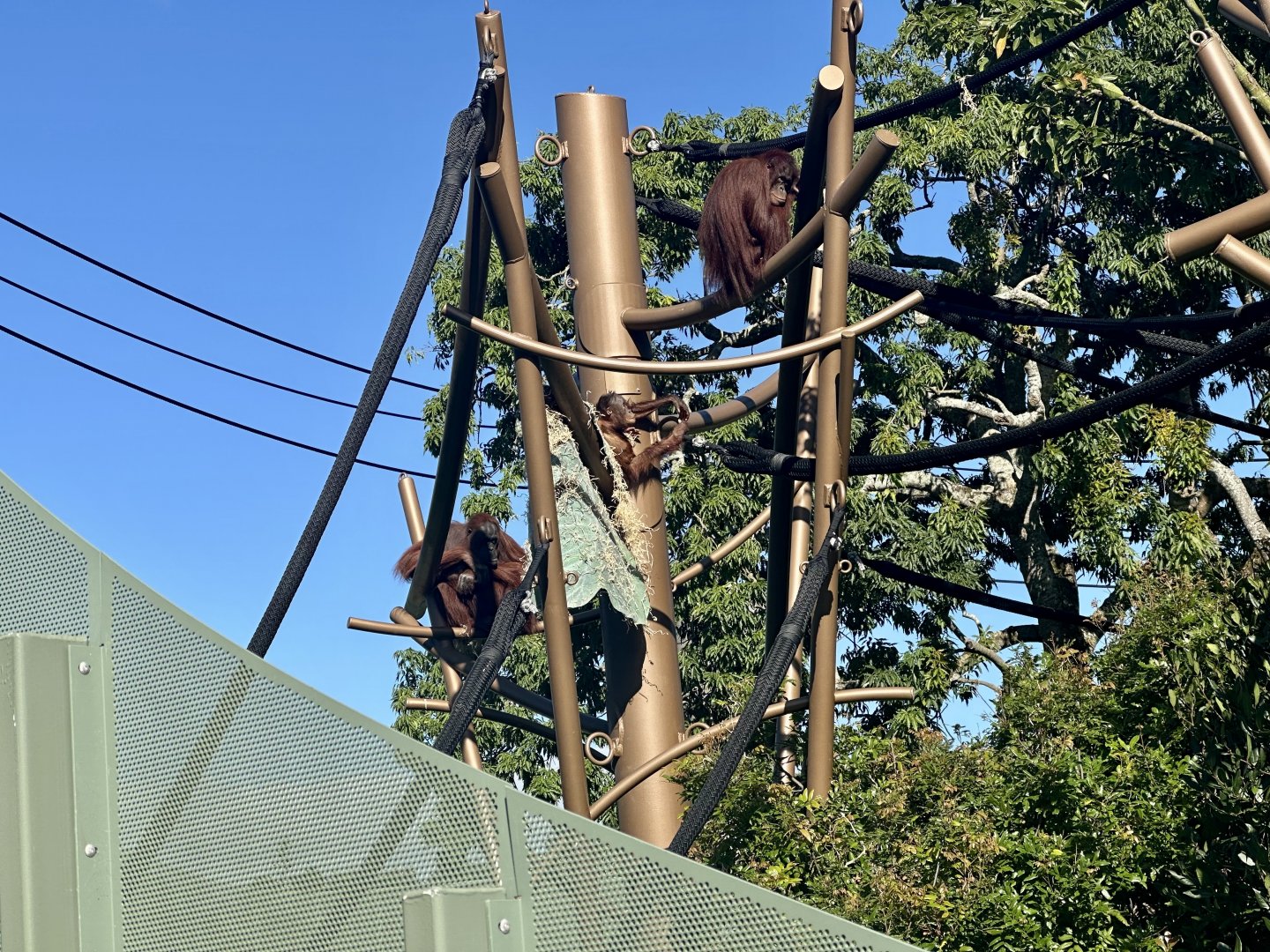 Bornean Orangutans