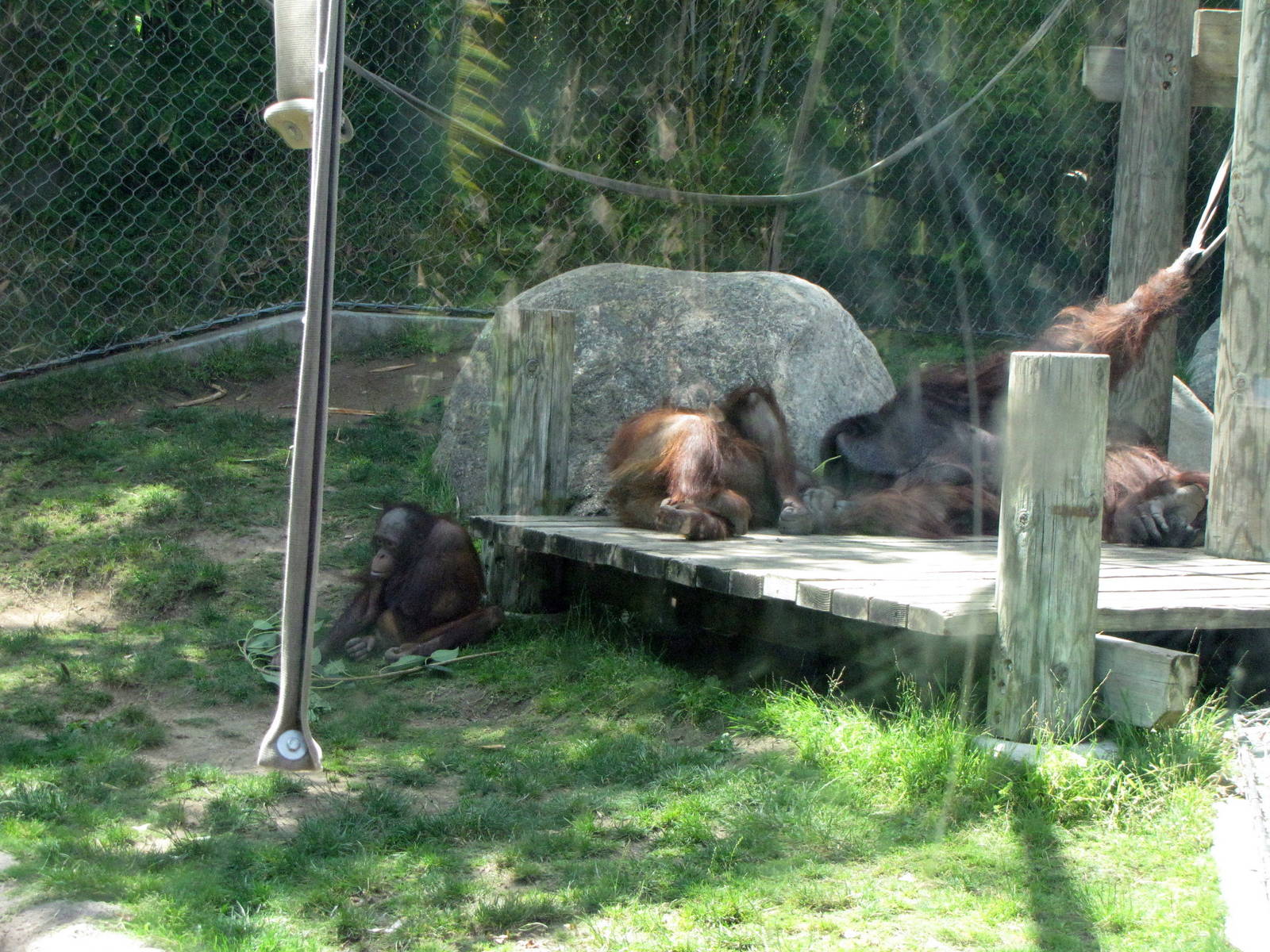 Bornean Orangutans