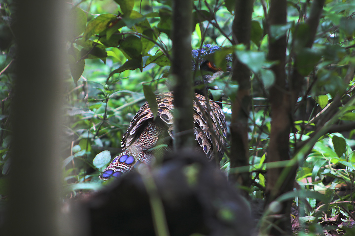 Bornean peacock-pheasant (Polyplectron schleiermacheri) - Private facility
