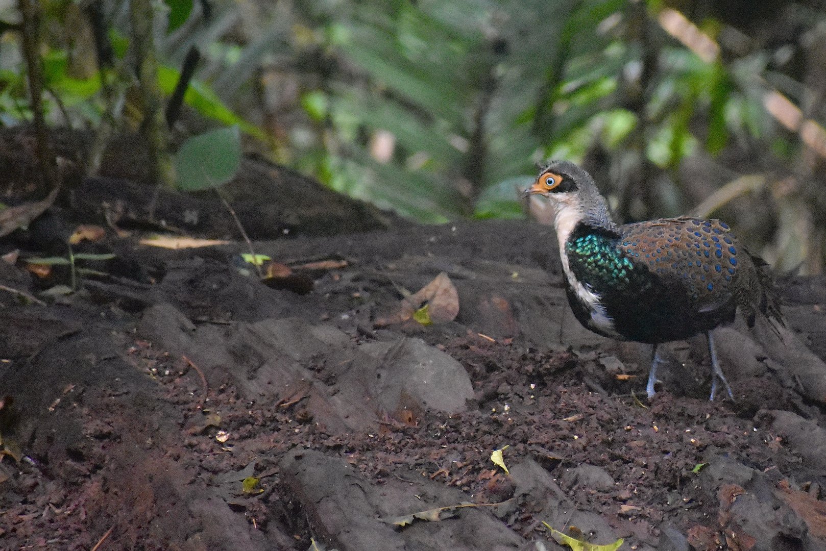 Bornean peacock-pheasant - (Ulu Telupid Forest Reserve, Sabah)