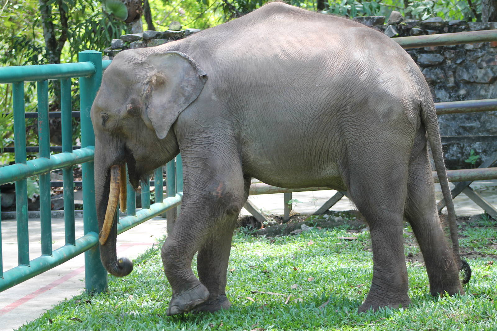 Bornean Pigmy Elephant (Elephas maximus)