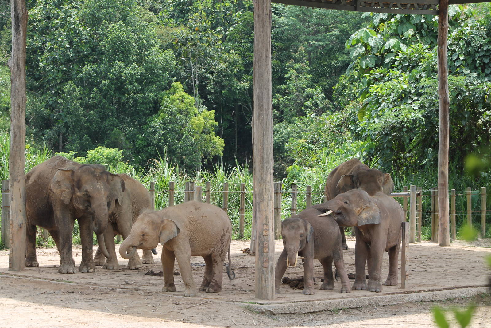 Bornean Pigmy Elephants (Elephas maximus)