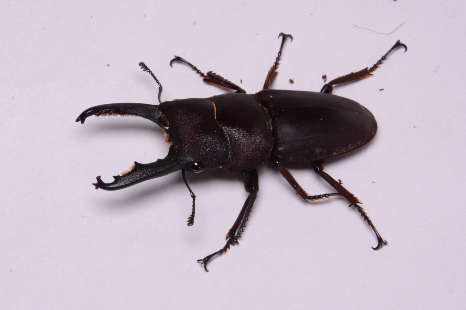 Bornean purple stag beetle (Serrognathus taurus subtaurus)