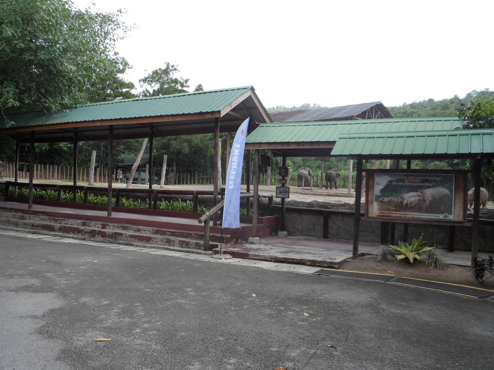 Bornean Pygmy Elephant Exhibit