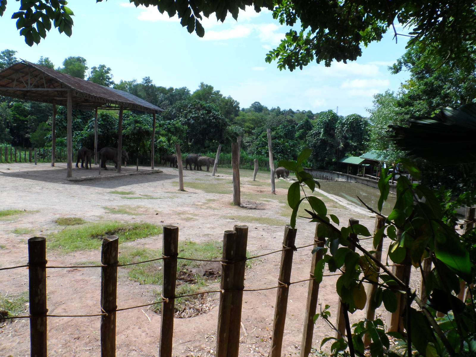 Bornean Pygmy Elephant Exhibit
