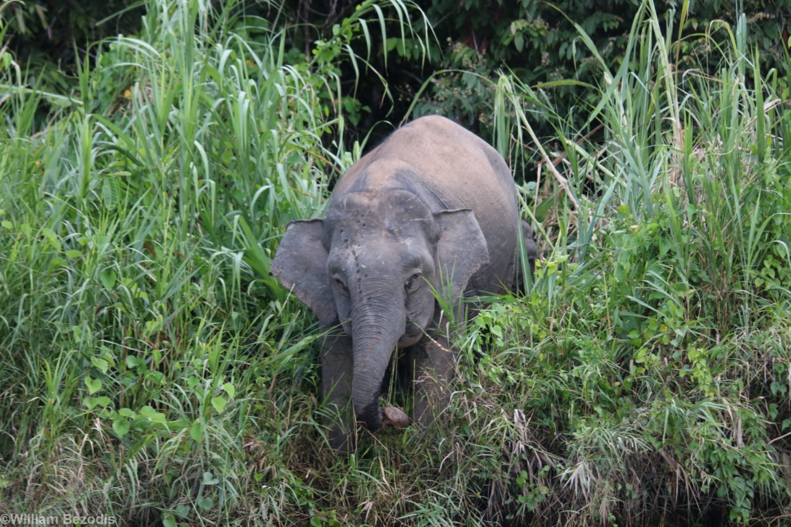 Bornean Pygmy Elephant - Kinabatangan
