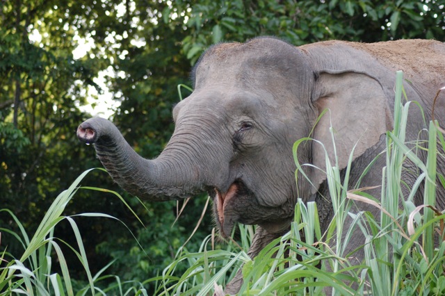 Bornean pygmy elephant
