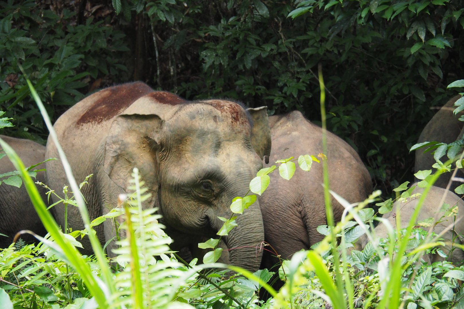 Bornean Pygmy Elephants - Danum Valley, Sabah, Borneo