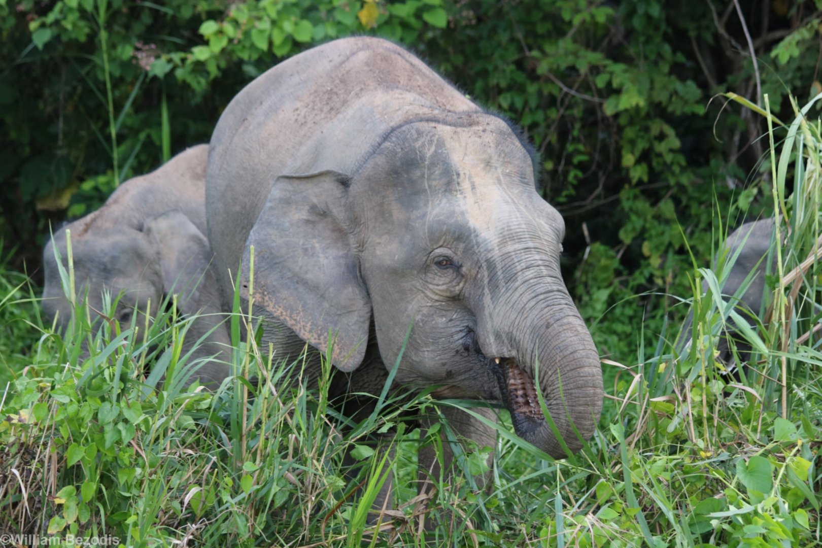 Bornean Pygmy Elephants - Kinabatangan