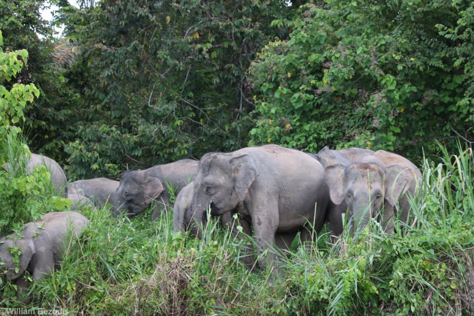 Bornean Pygmy Elephants - Kinabatangan