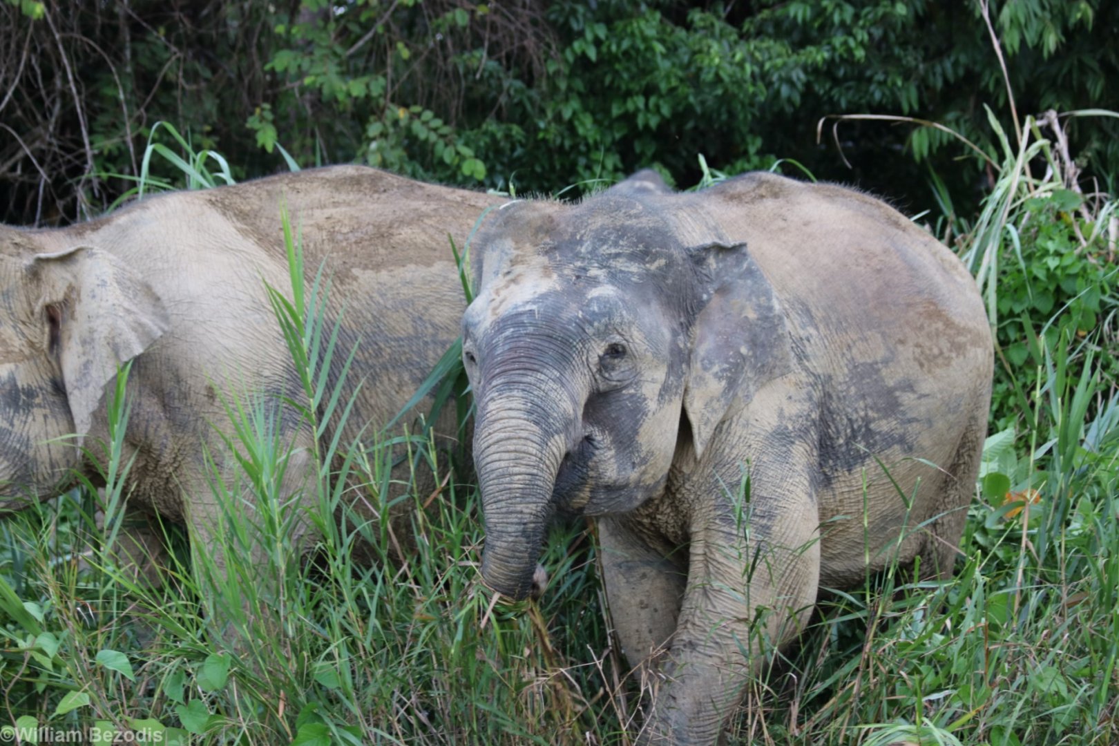 Bornean Pygmy Elephants - Kinabatangan