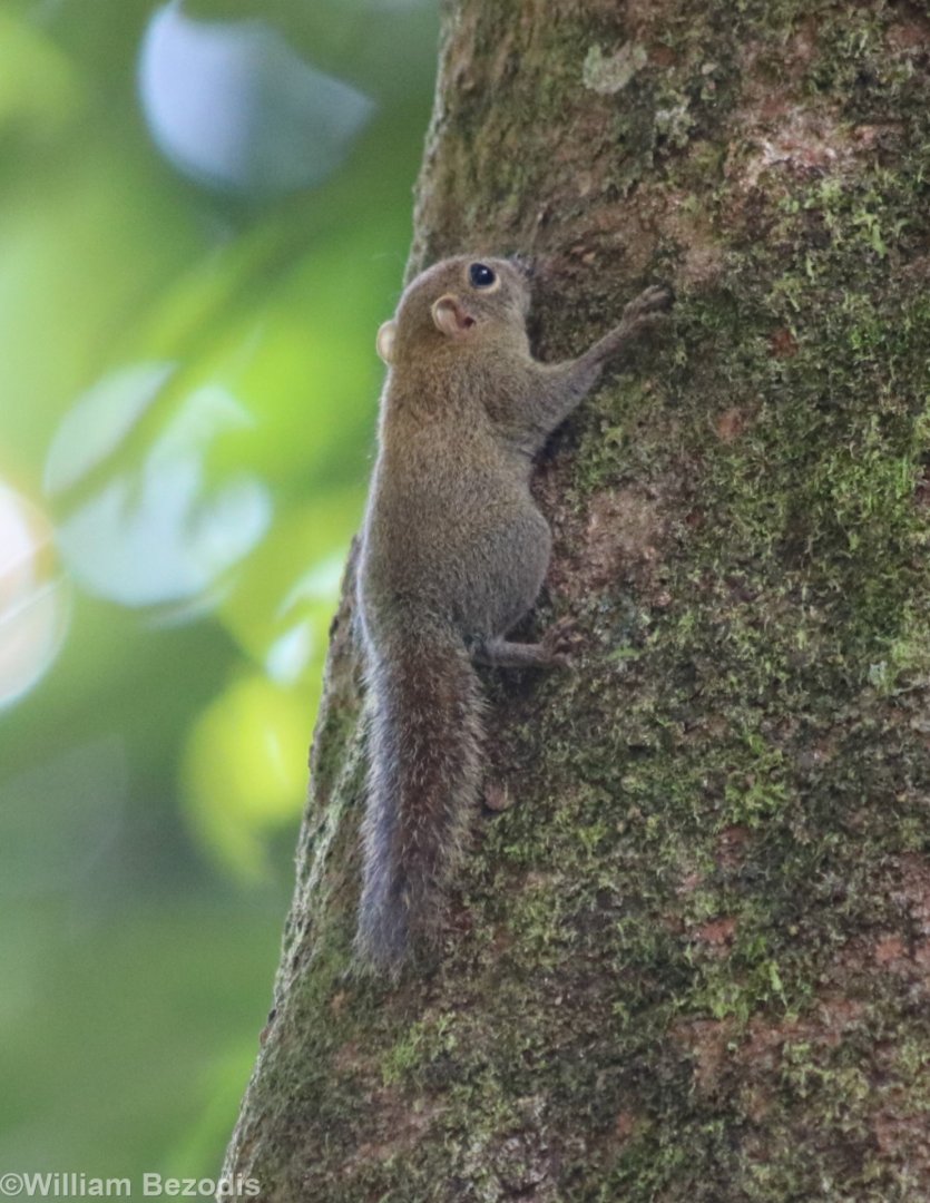 Bornean Pygmy Squirrel - Sepilok