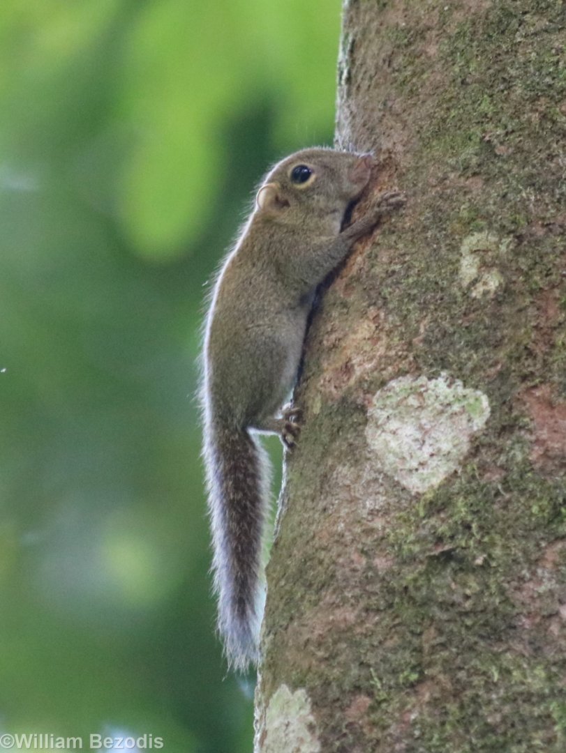 Bornean Pygmy Squirrel - Sepilok