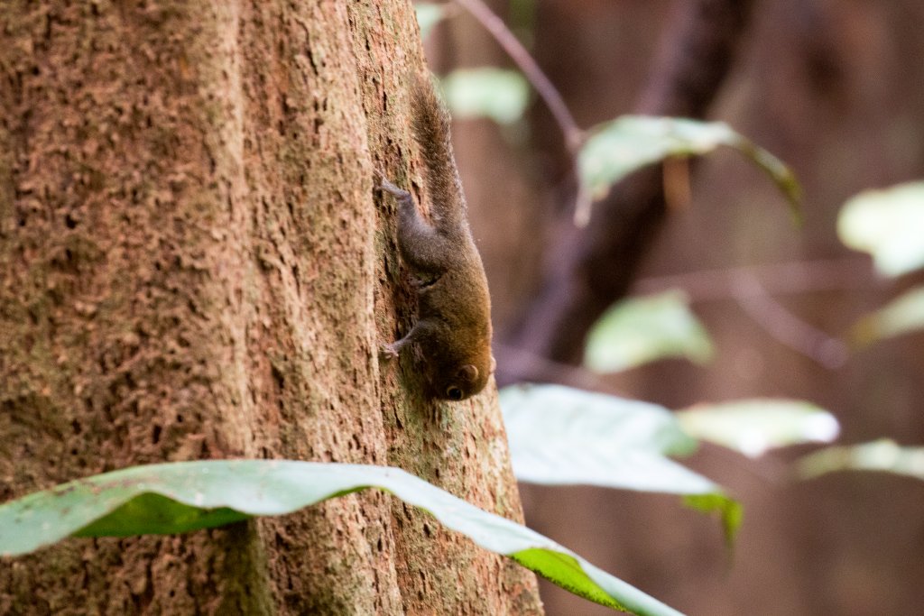 Bornean Pygmy Squirrel