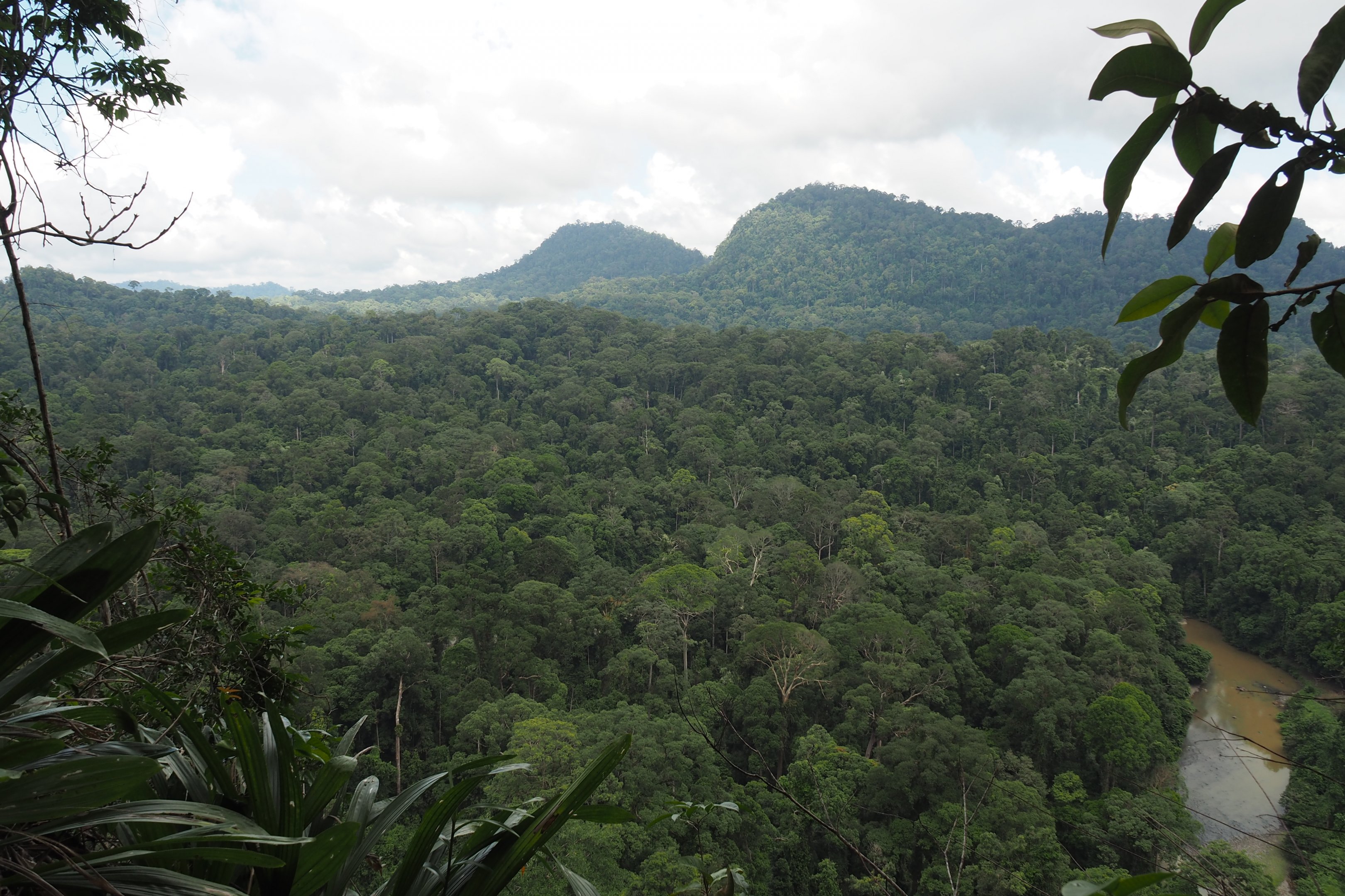 Bornean Rainforest - Danum Valley, Sabah, Borneo