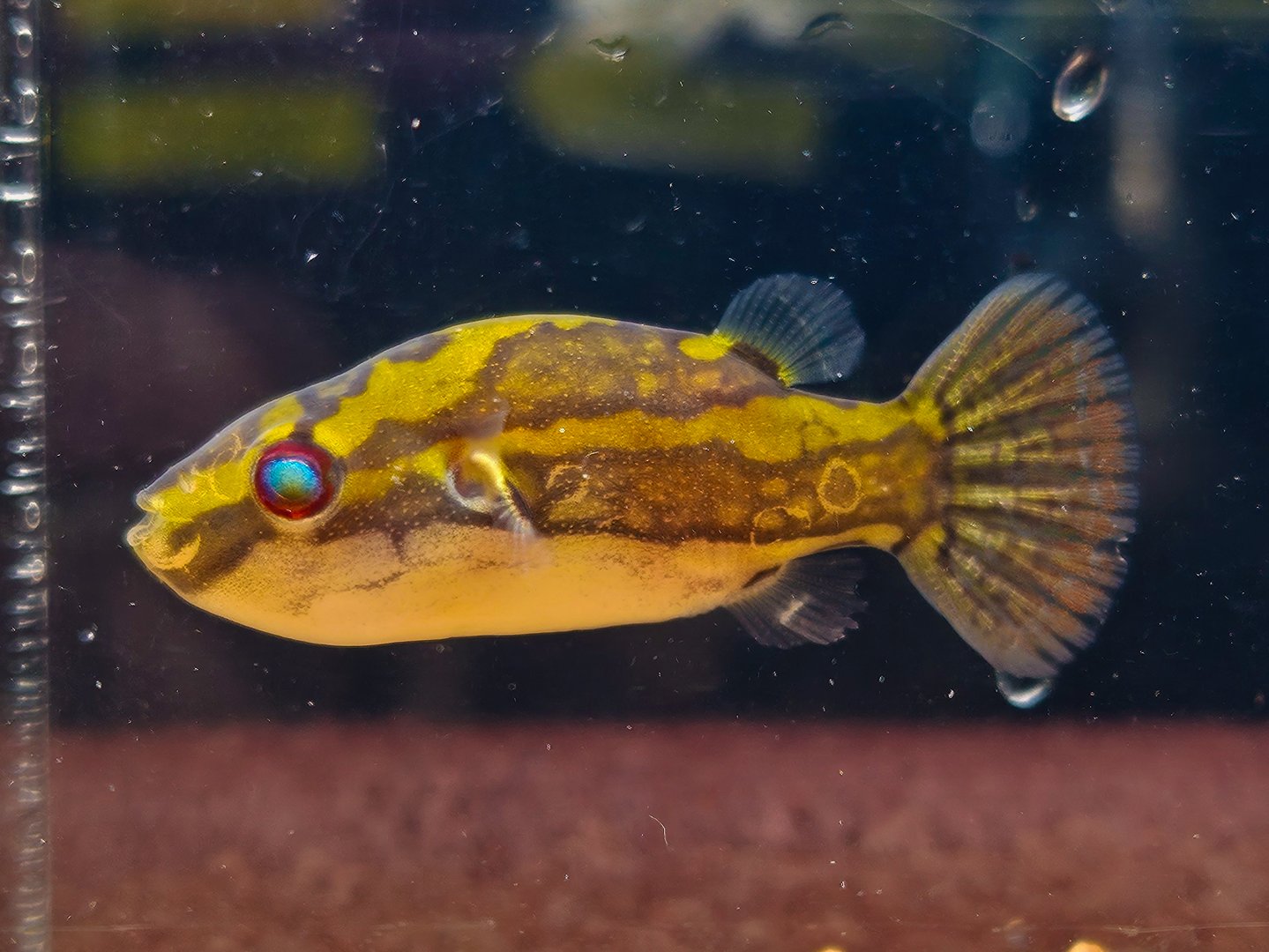 Bornean Red-eyed Puffer (Carinotetraodon borneensis)