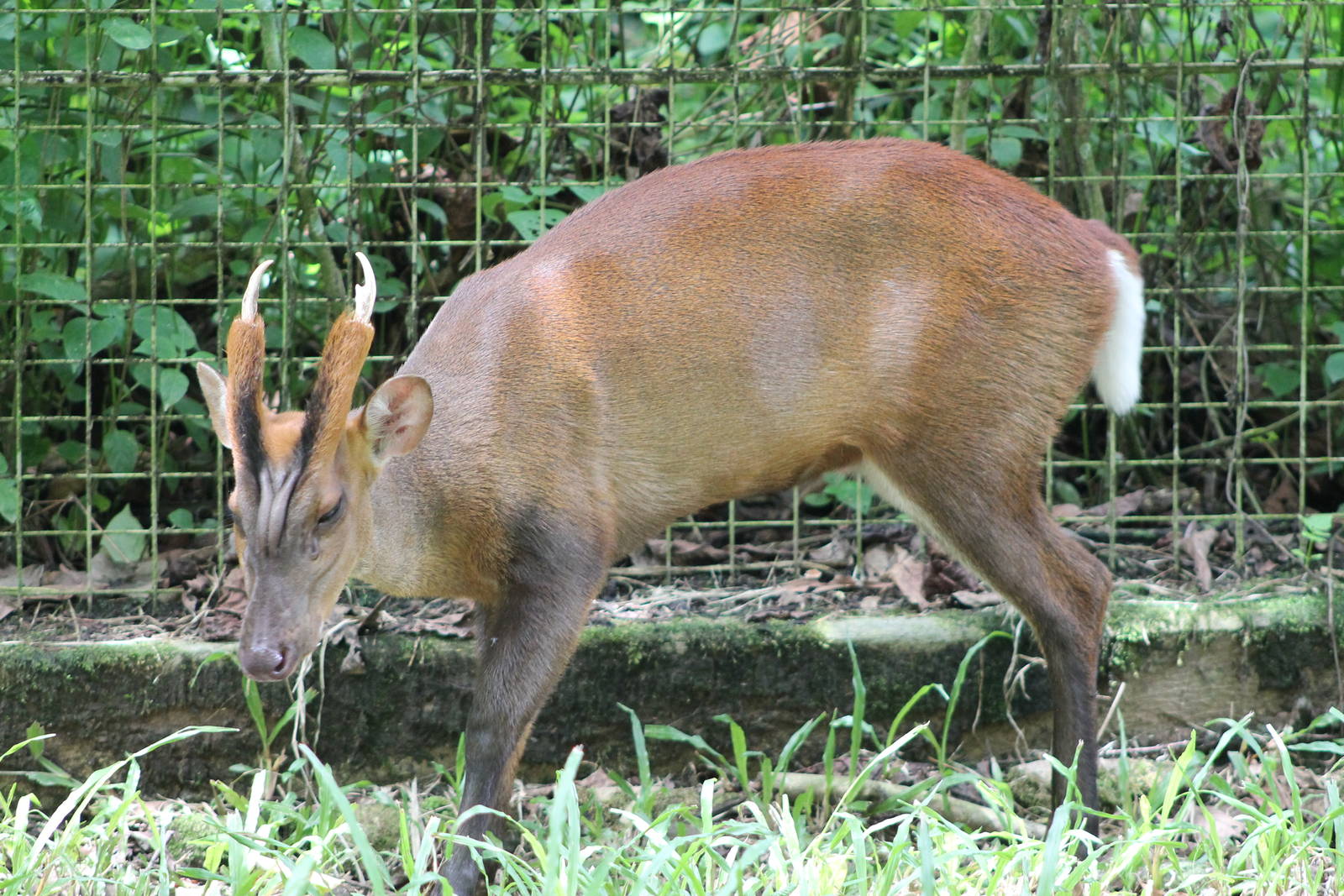 Bornean red muntjac (Muntiacus muntjak rubidus)
