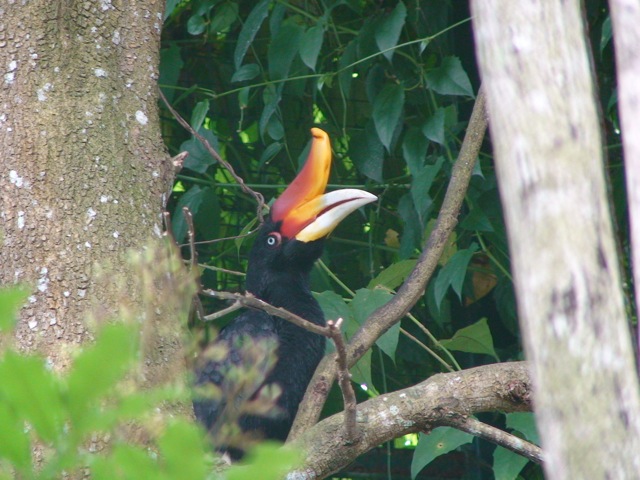 Bornean rhinoceros hornbill