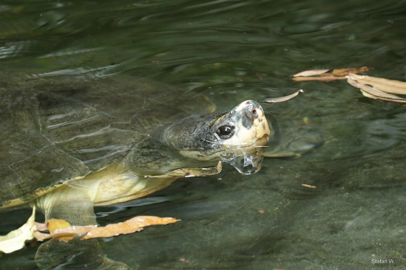 Bornean river turtle (Orlitia borneensis)