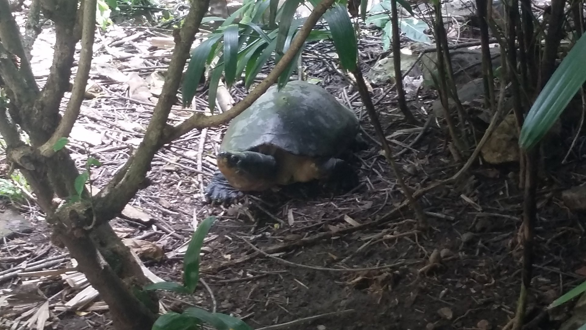 Bornean river turtle (Orlitia borneensis)