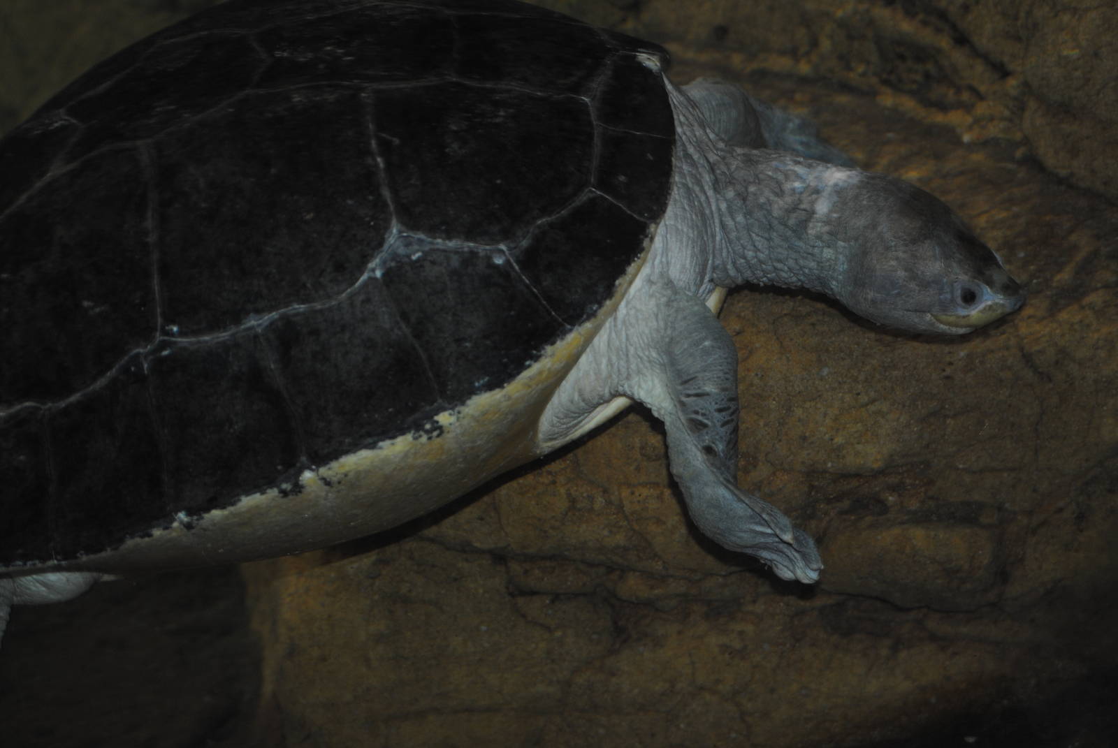 Bornean River Turtle
