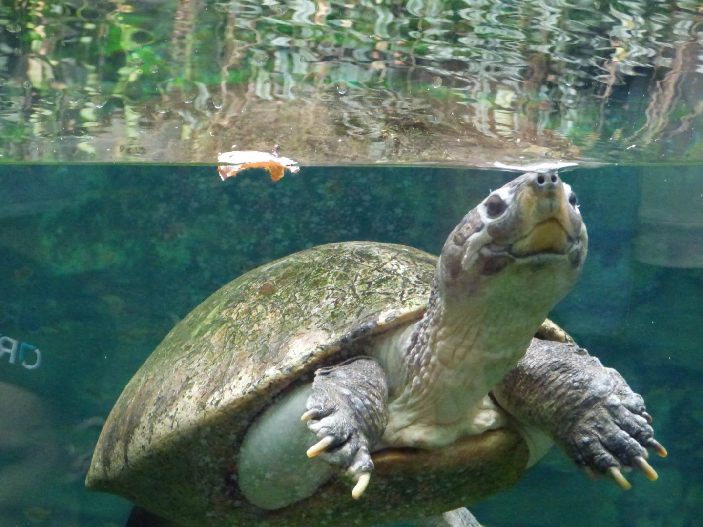 Bornean River Turtle