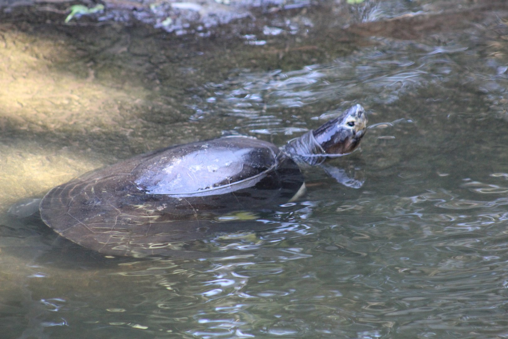 Bornean River Turtle??