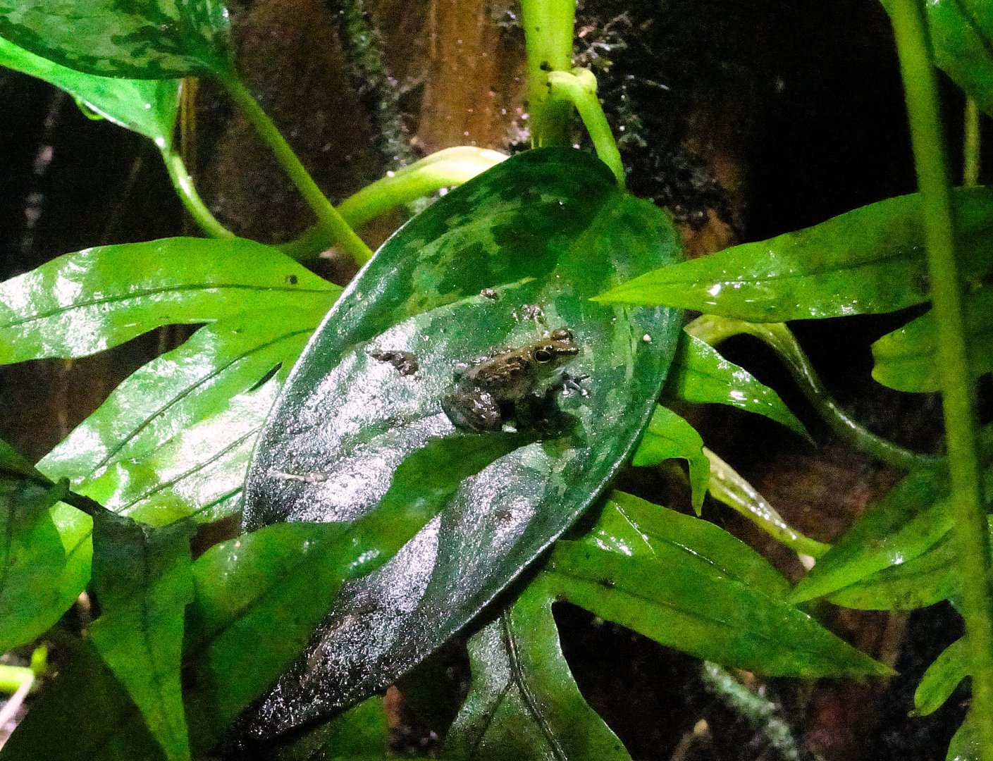 Bornean Rock Frog  24 August 2025