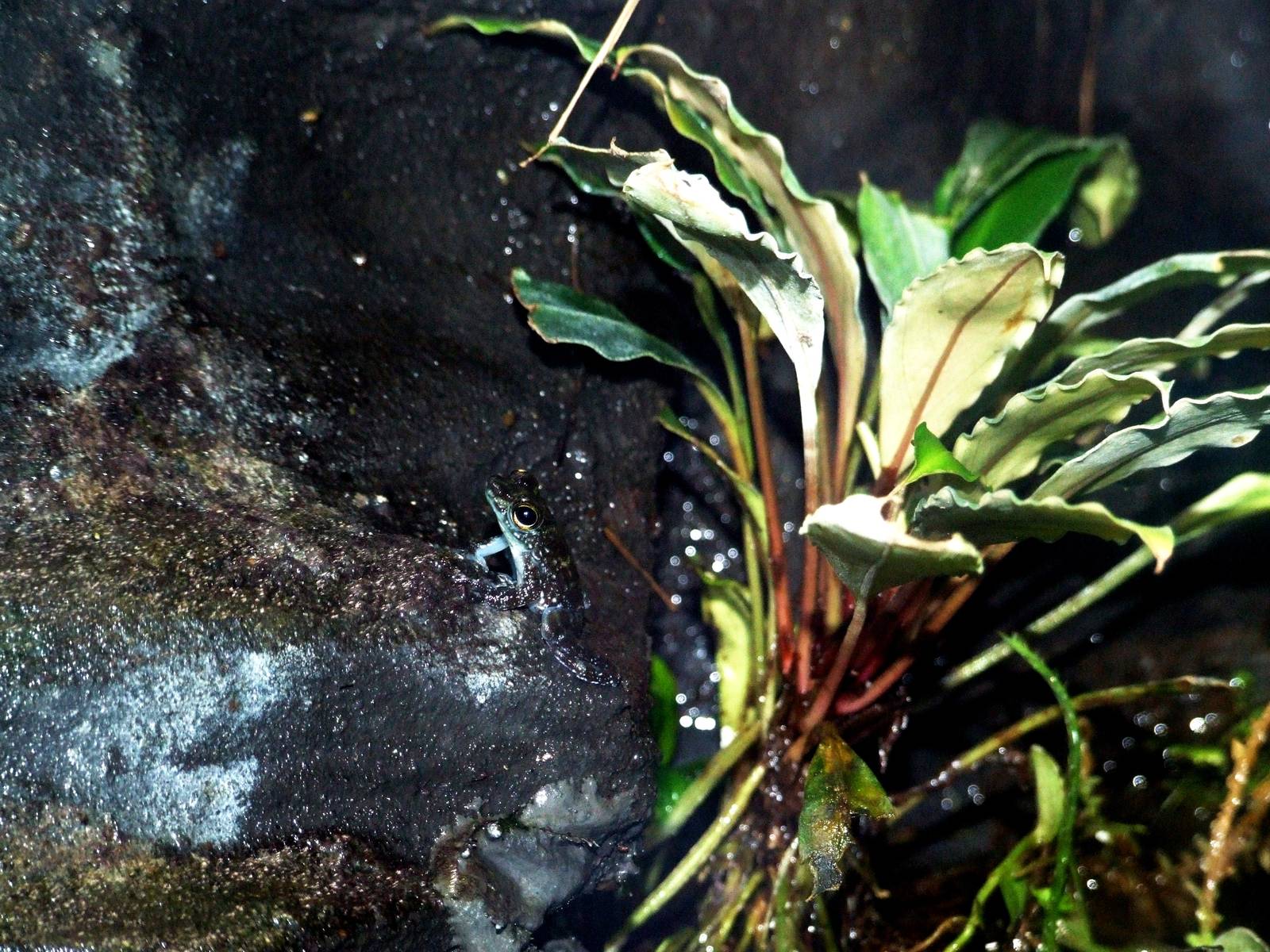 Bornean Rock Frog at Vienna, 14/06/13