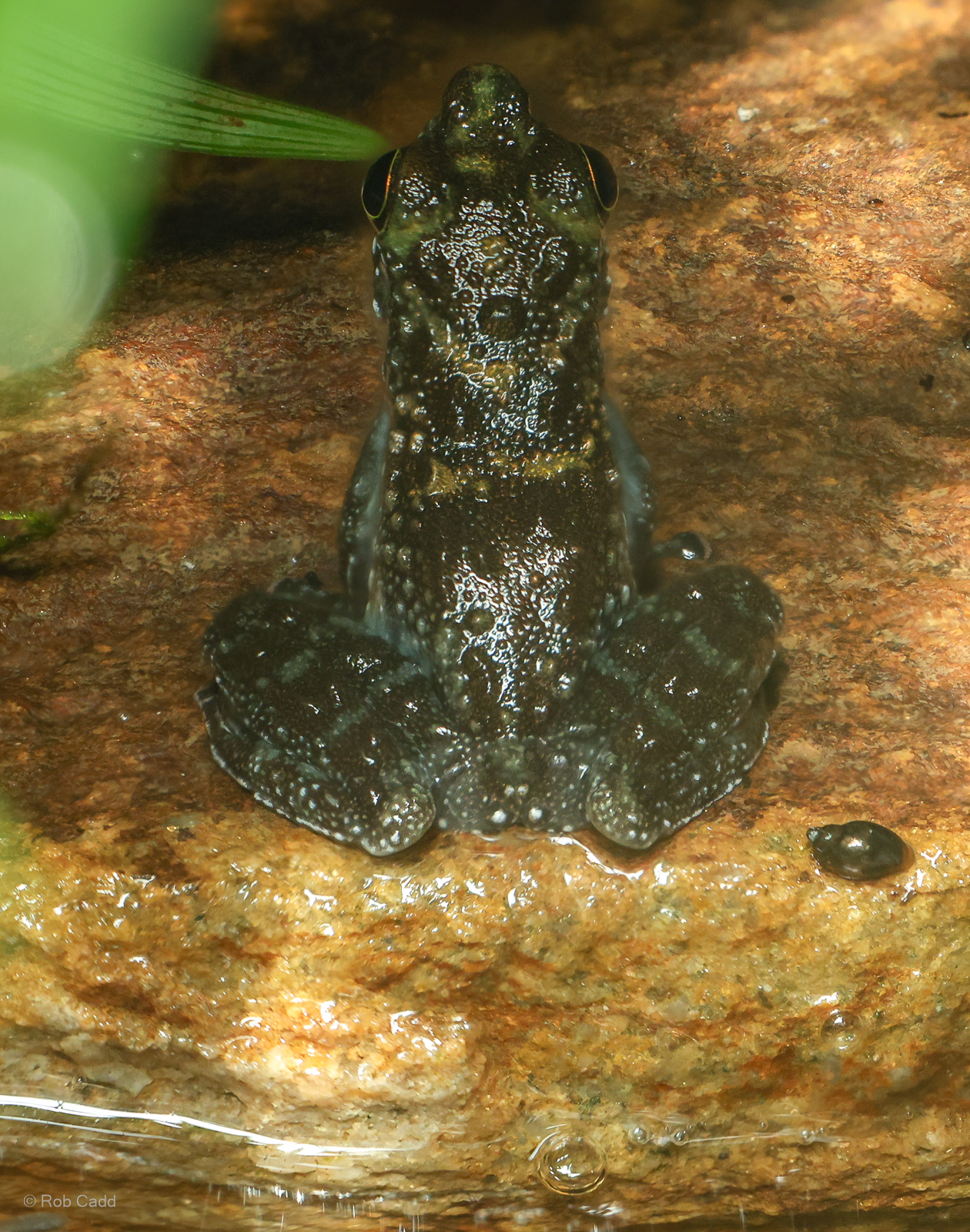 Bornean rock frog : Chester Zoo : 24 Jun 2024