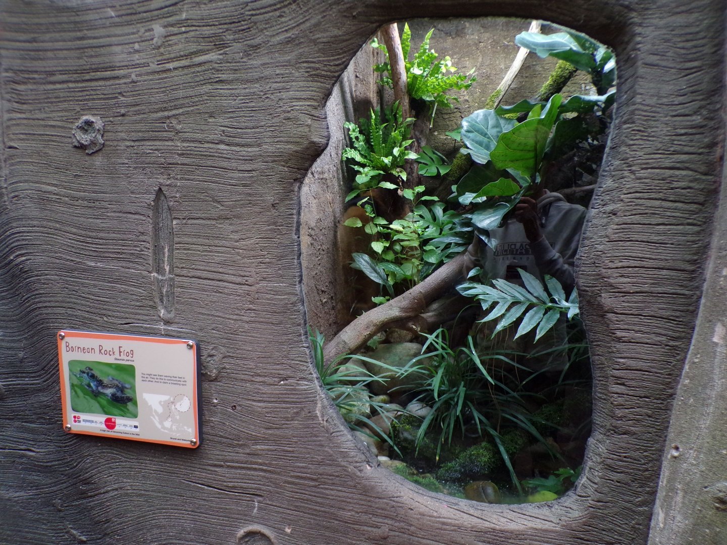 Bornean rock frog terrarium 29.6.24