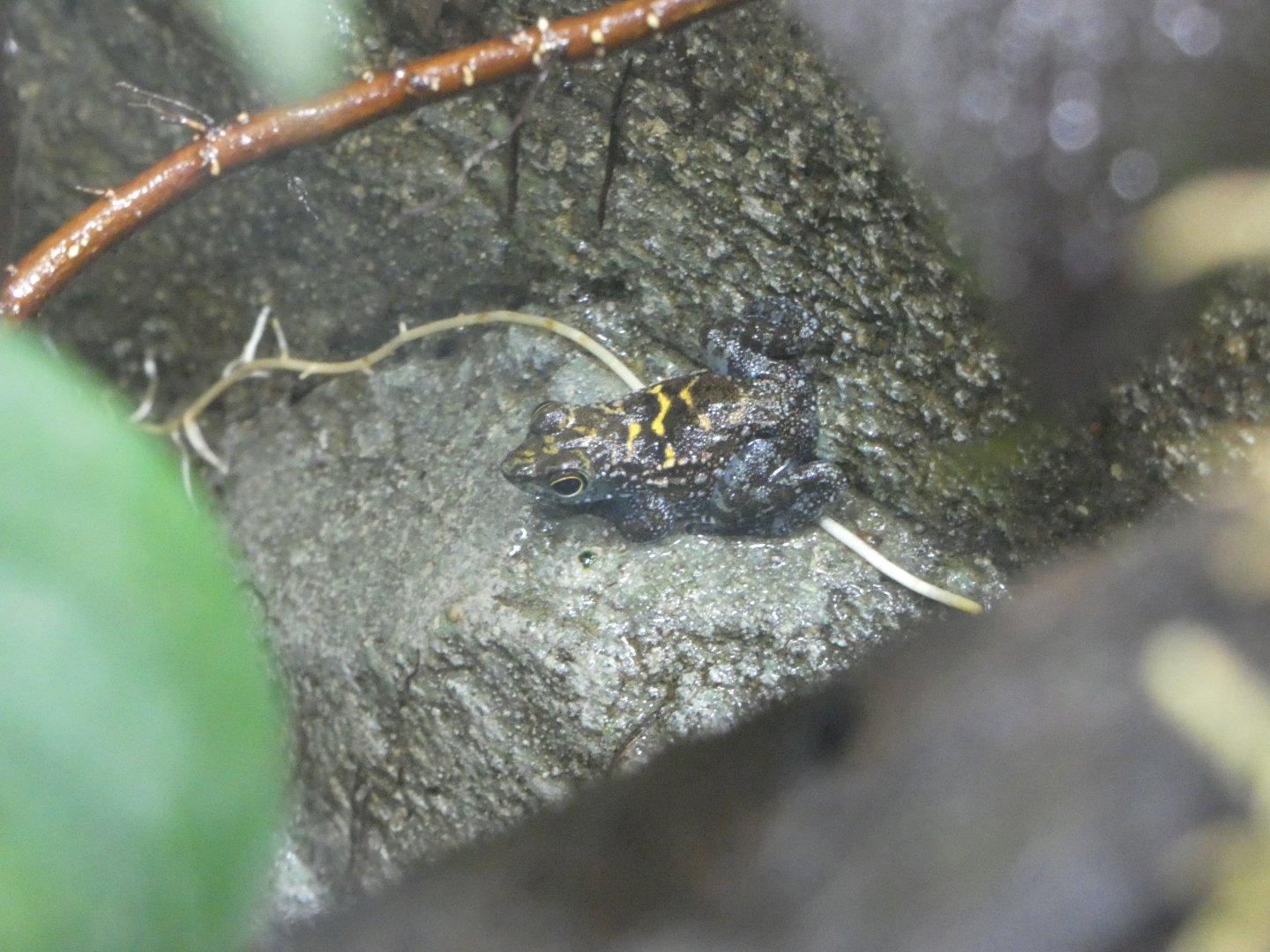 Bornean rock frog