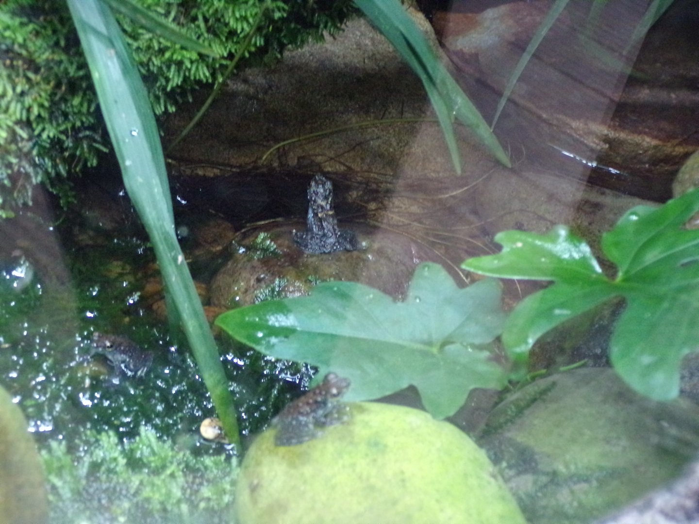 Bornean rock frogs 29.6.24