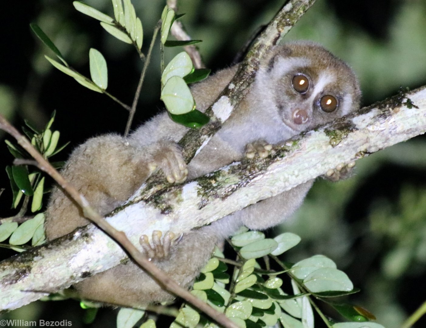 Bornean Slow Loris - Danum Valley