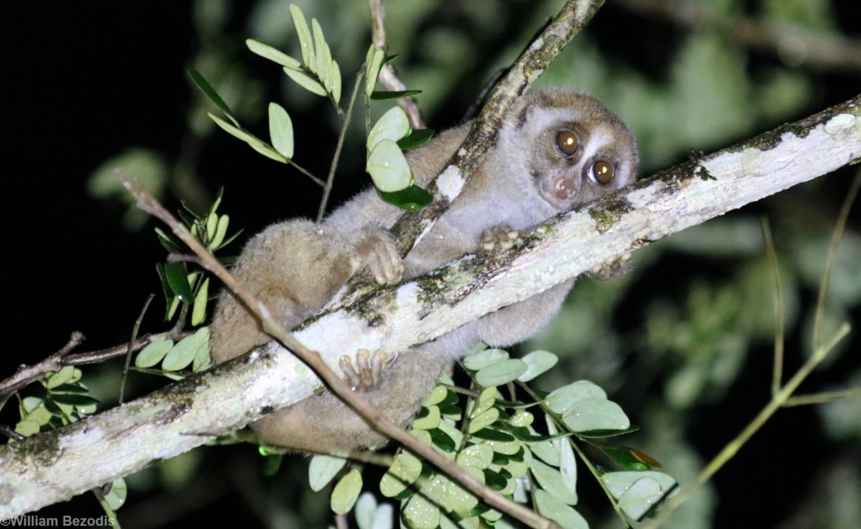 Bornean Slow Loris - Danum Valley