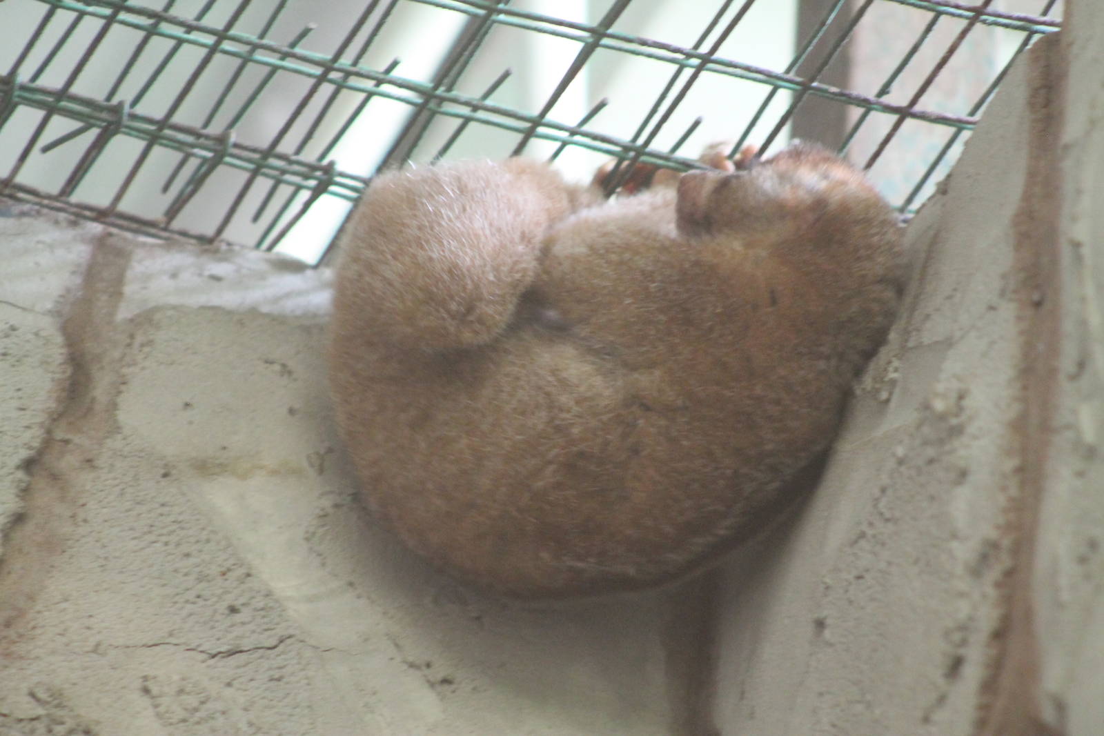 Bornean Slow Loris (Nycticebus menagensis)