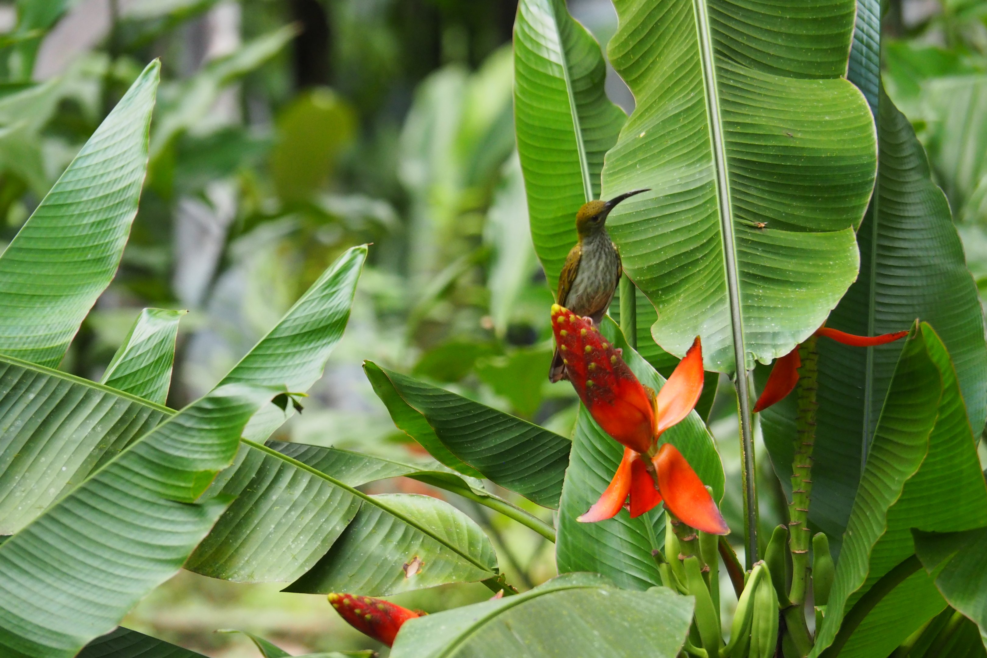 Bornean Spiderhunter - Danum Valley, Sabah, Borneo