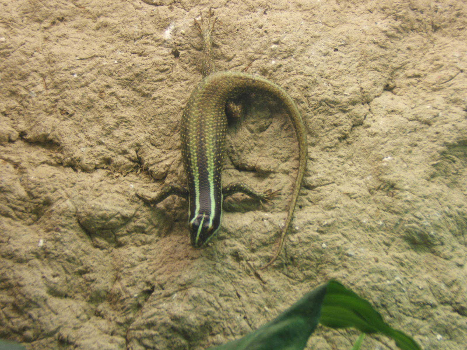 Bornean Striped Skink (Dasia vittata)