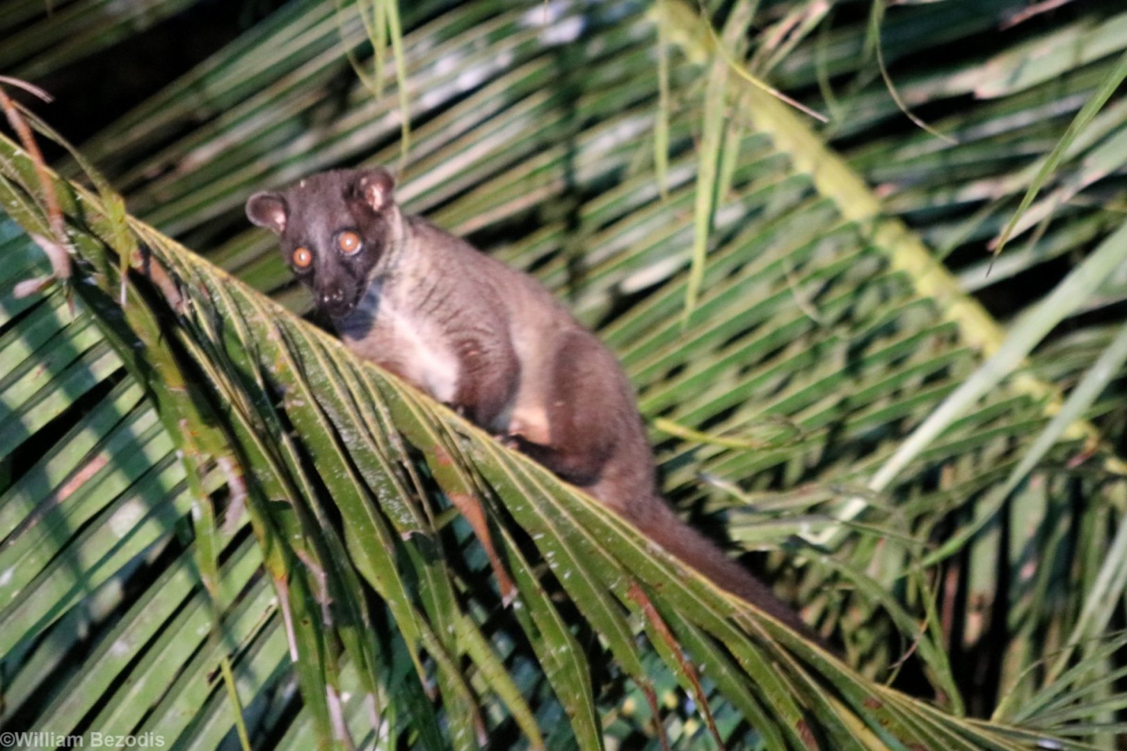 Bornean Striped (Small-toothed) Palm Civet - Kinabatangan