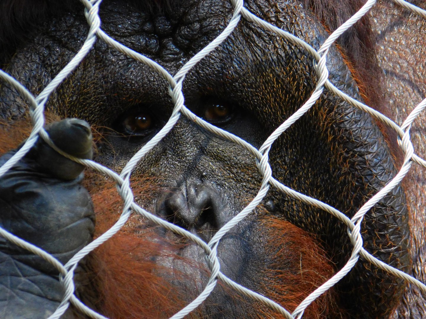 Bornean/Sumatran Orangutan