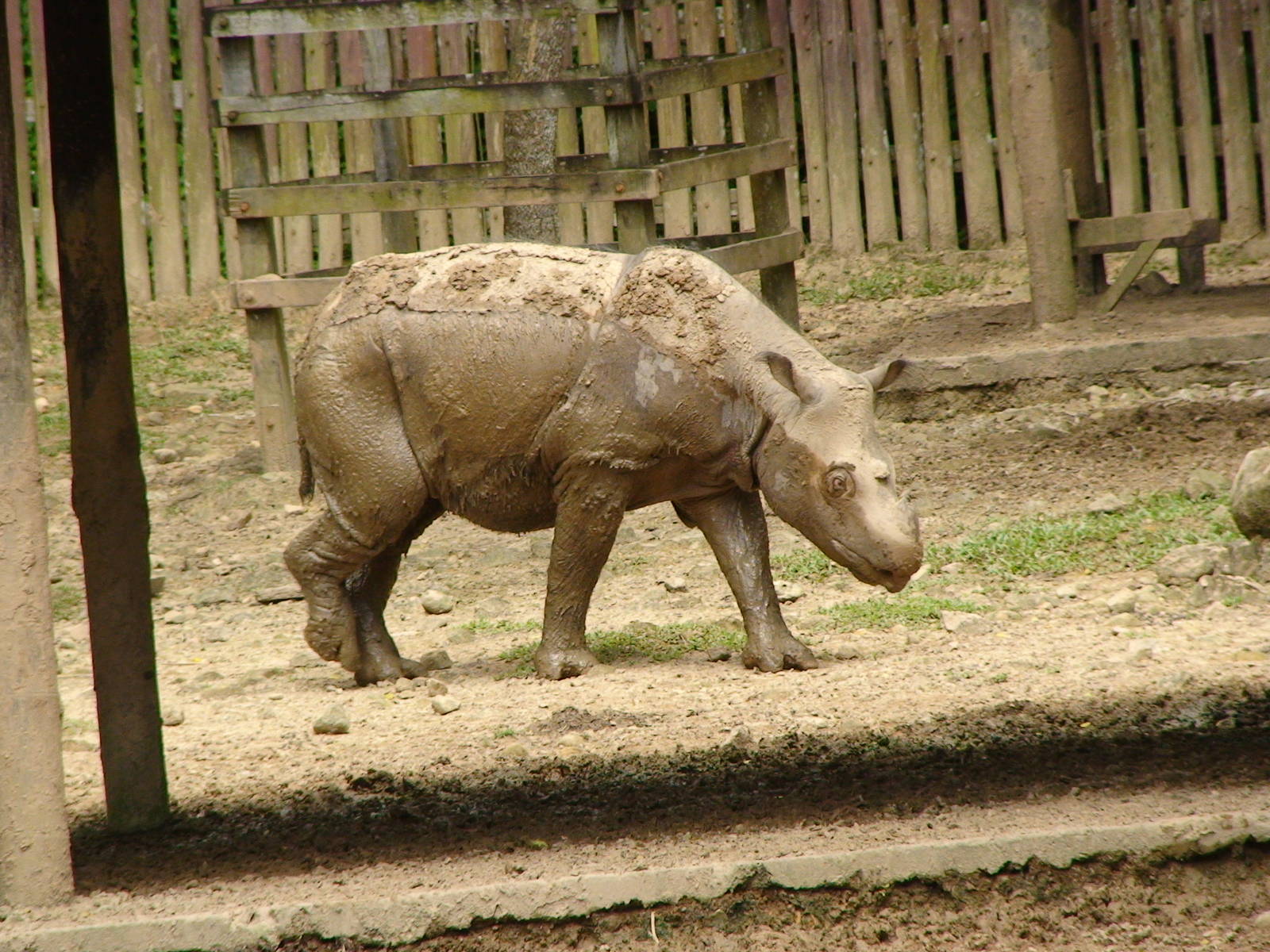Bornean sumatran rhinoceros