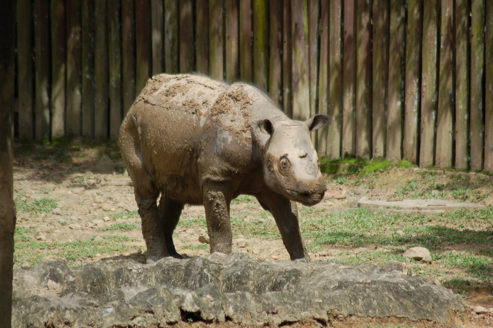 Bornean sumatran rhinoceros