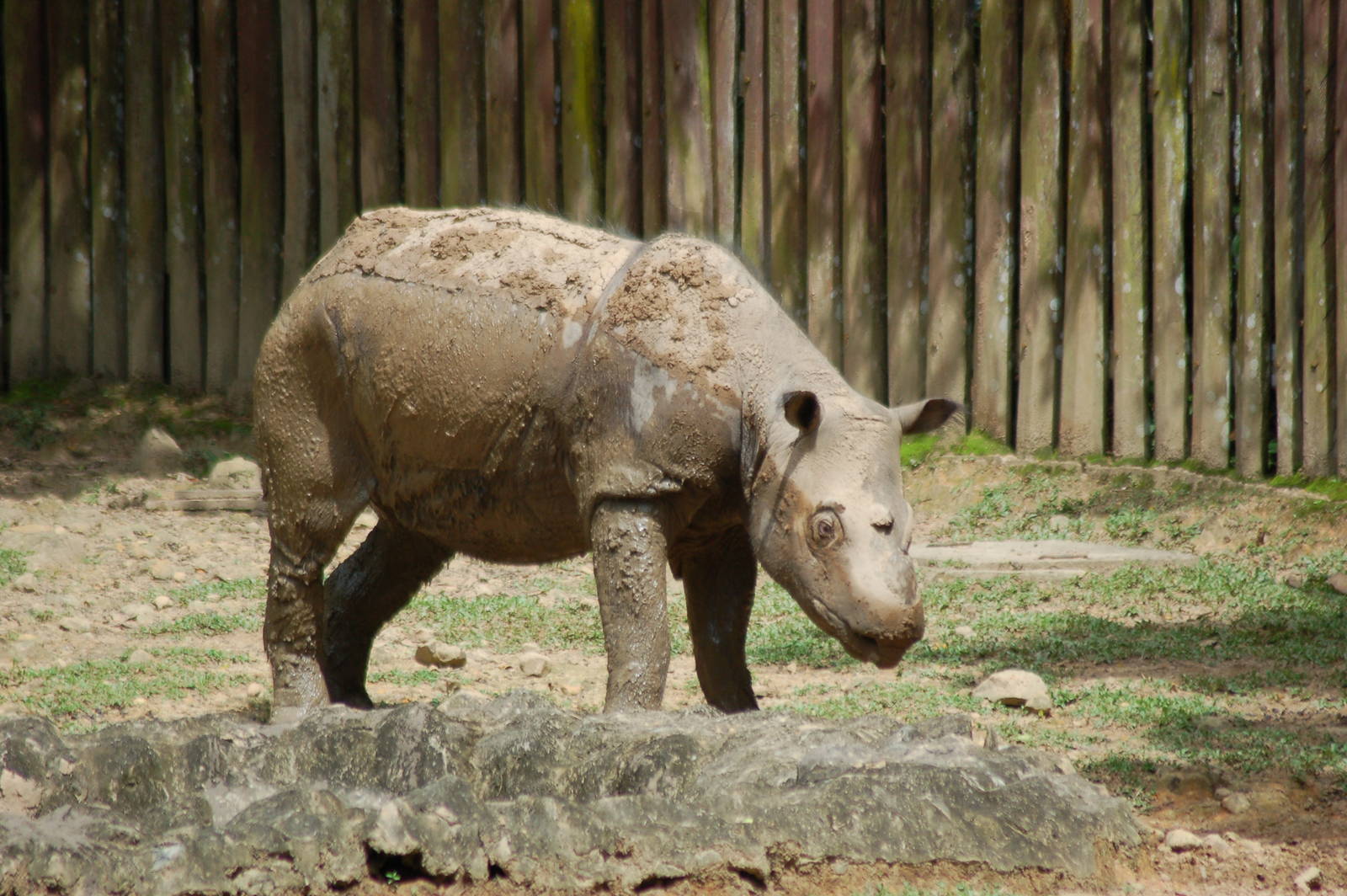 Bornean sumatran rhinoceros