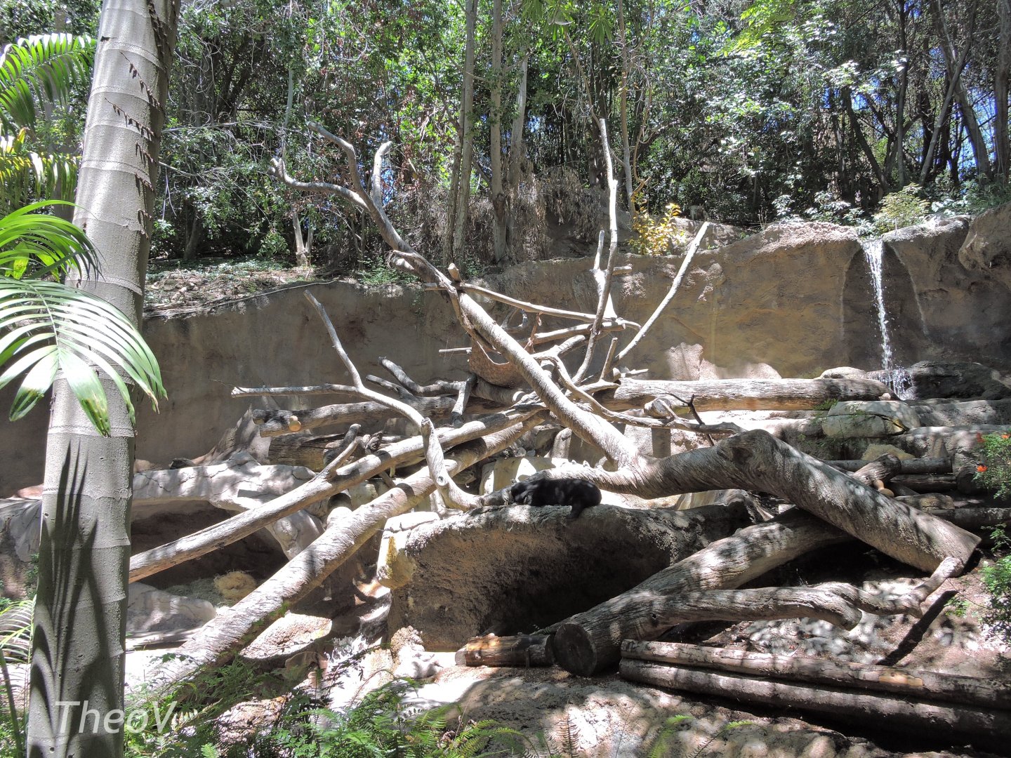 Bornean sun bear exhibit [2015]