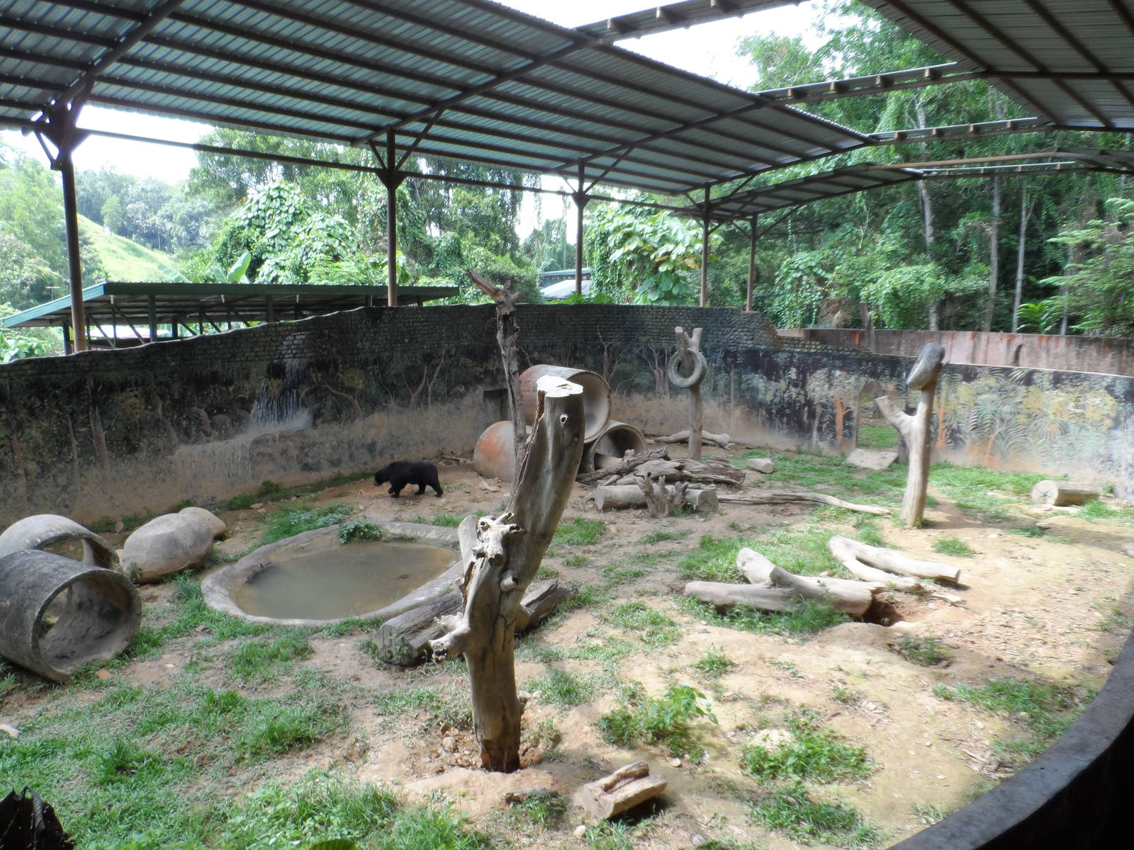 Bornean Sun Bear Exhibit