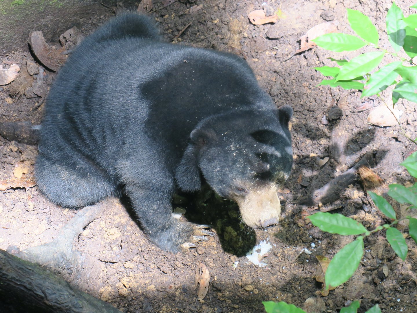 Bornean Sun Bear (Helarctos malayanus euryspilus)