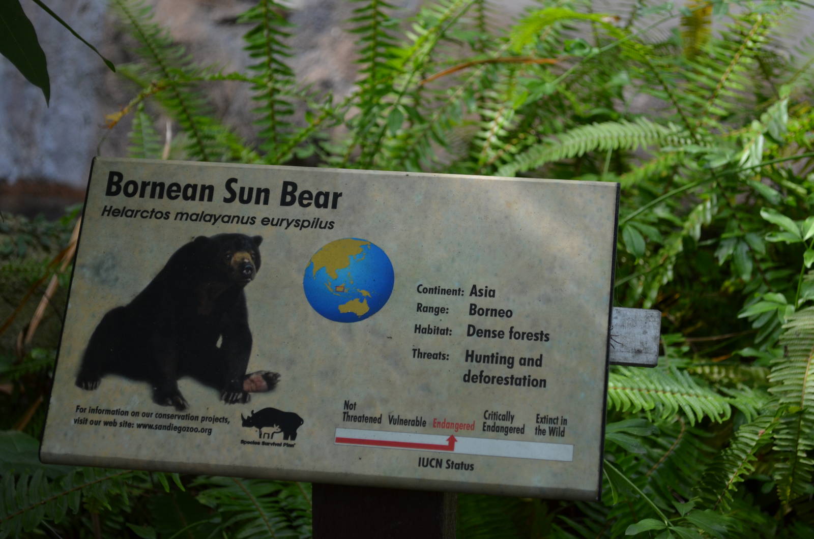 Bornean Sun Bear Signage