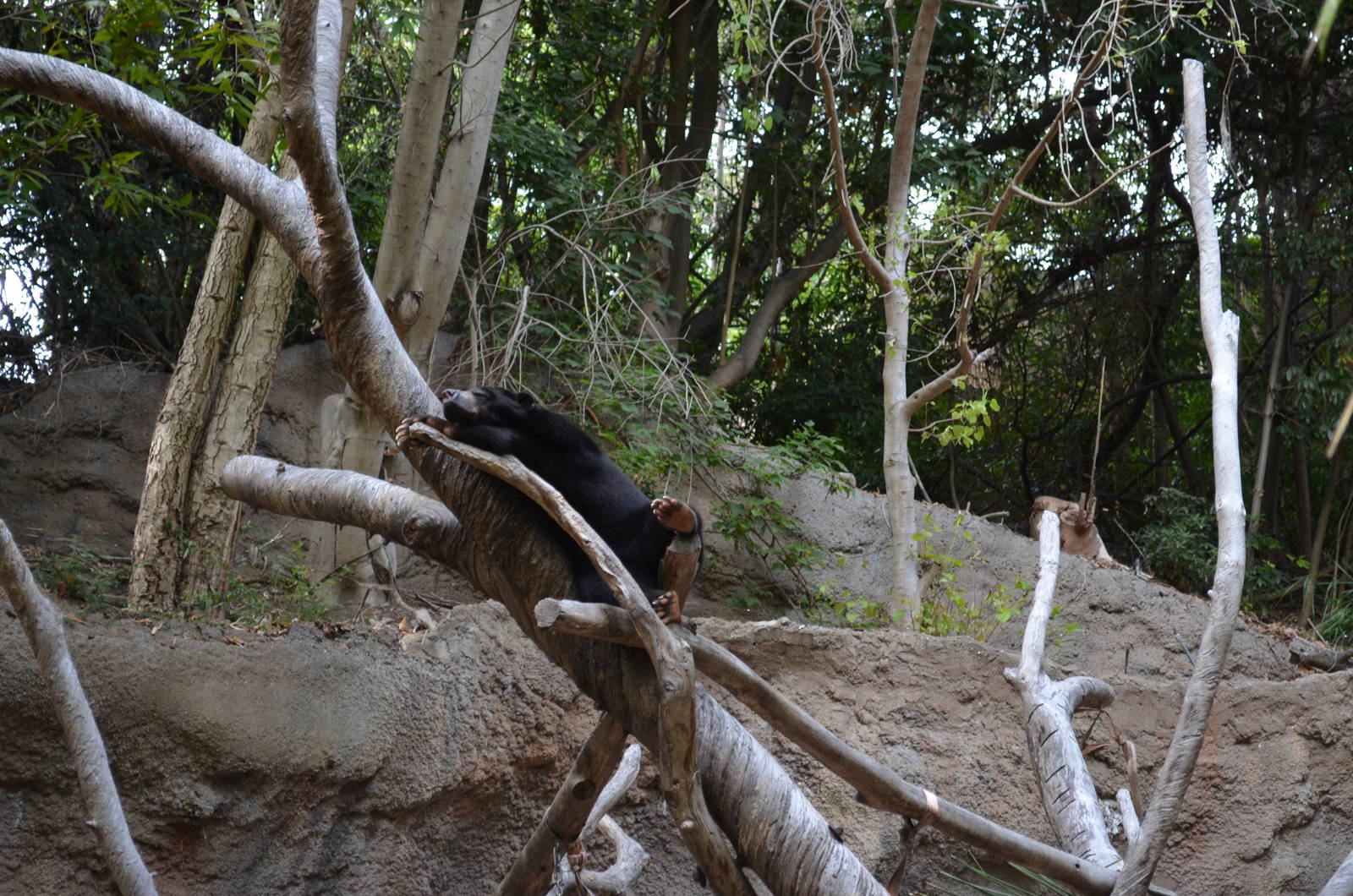Bornean Sun Bear