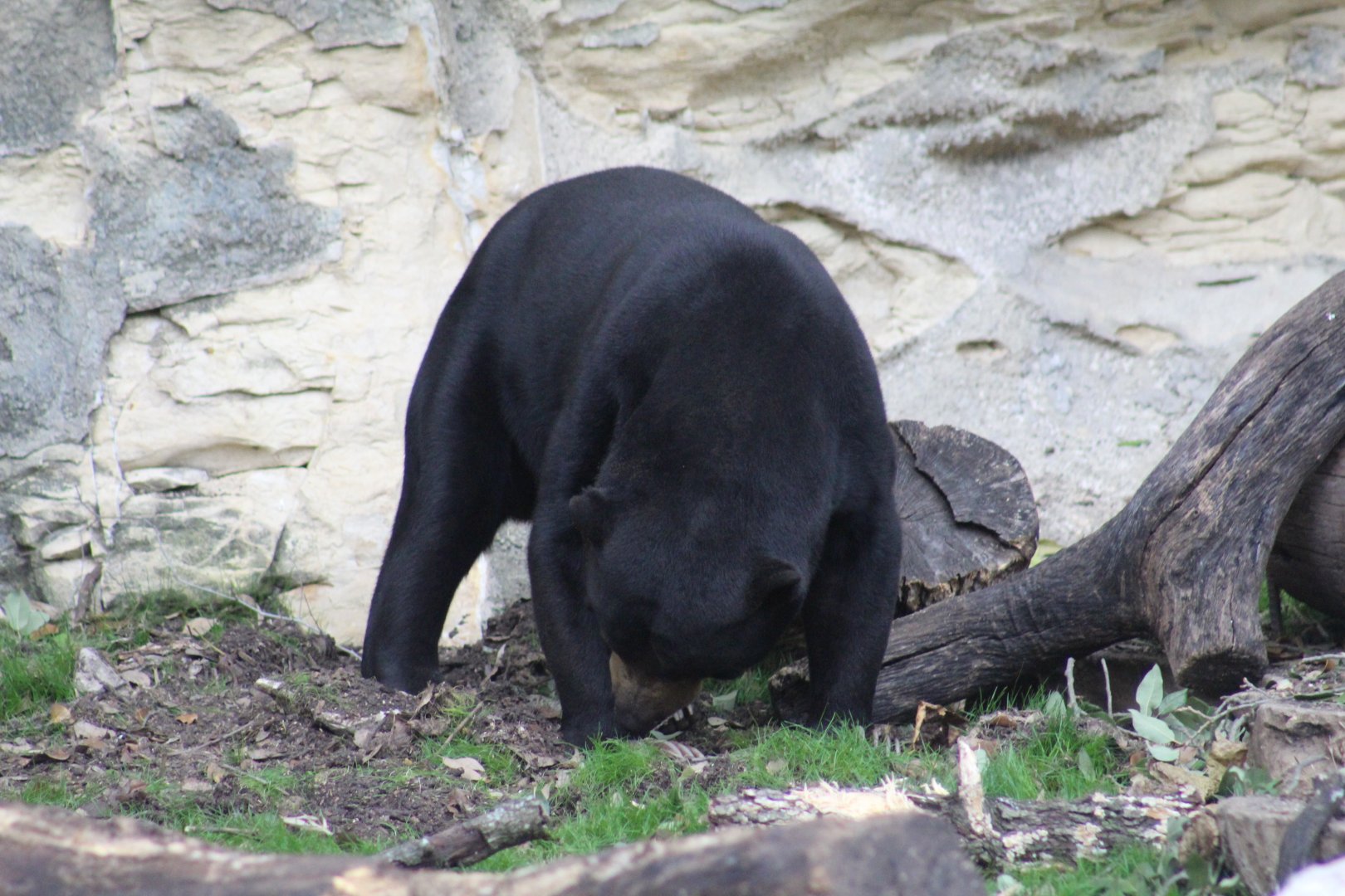 Bornean Sun Bear