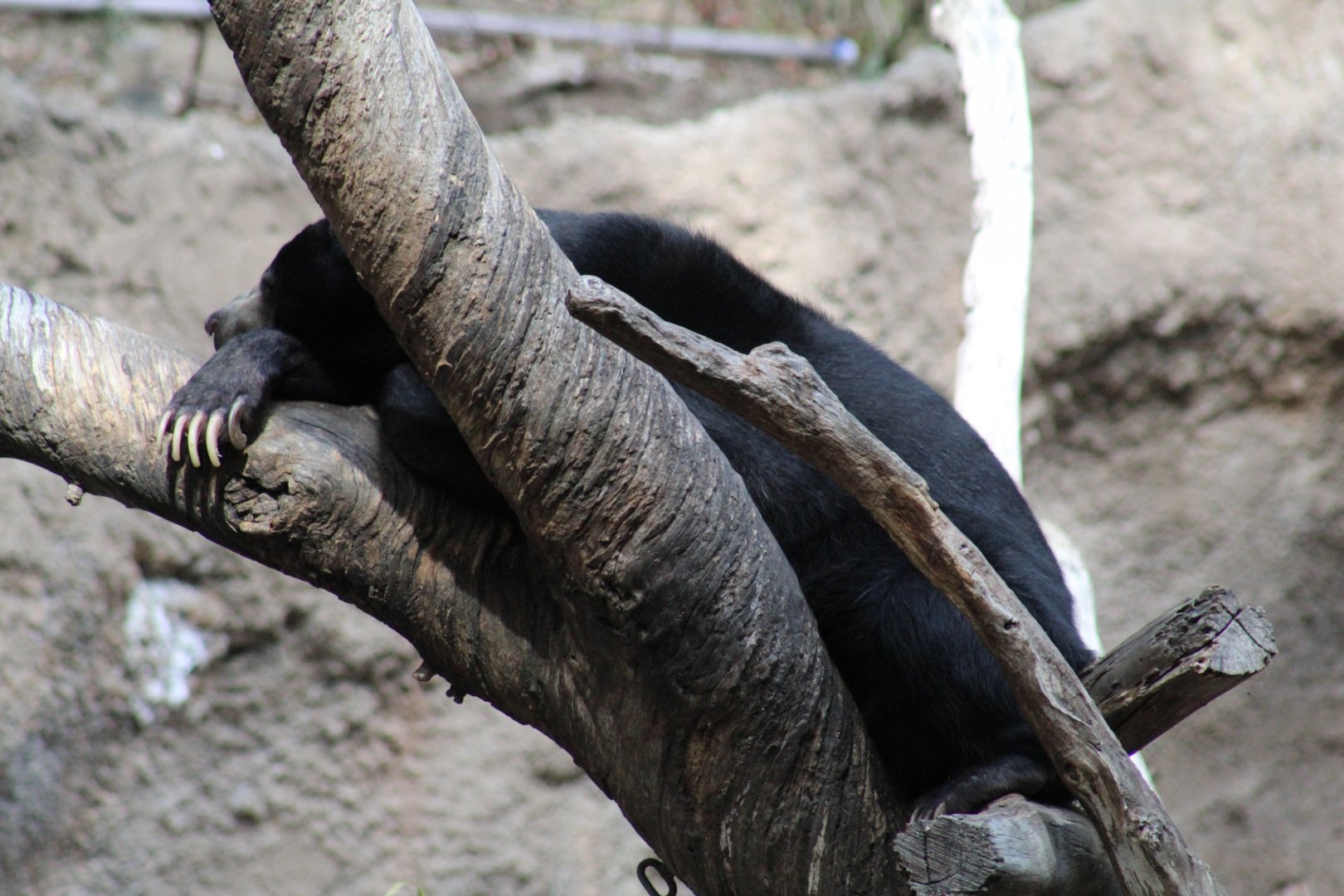 Bornean Sun Bear